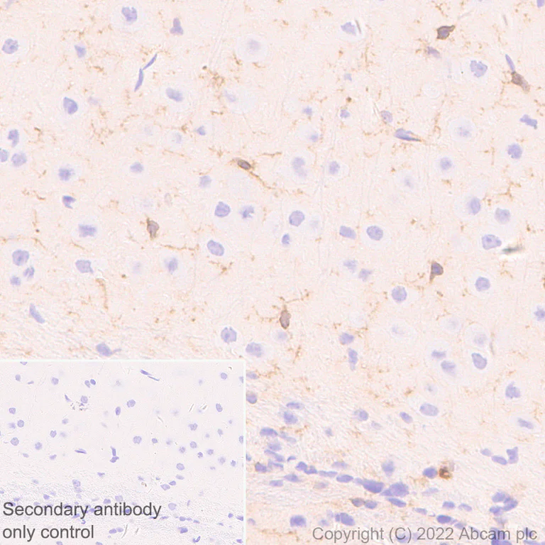 Immunohistochemistry (Formalin/PFA-fixed paraffin-embedded sections) - Anti-P2X7 antibody [EPR26989-11] - BSA and Azide free (AB307719)