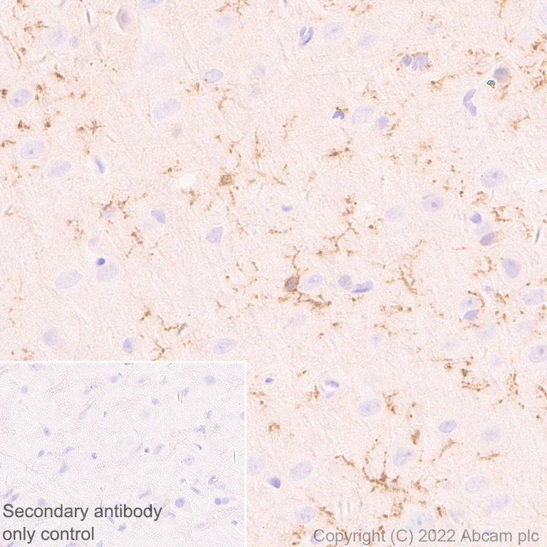 Immunohistochemistry (Formalin/PFA-fixed paraffin-embedded sections) - Anti-P2X7 antibody [EPR26989-11] - BSA and Azide free (AB307719)