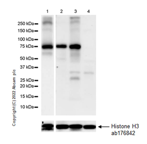 Western blot - Anti-P2X7 antibody [EPR26989-11] - BSA and Azide free (AB307719)