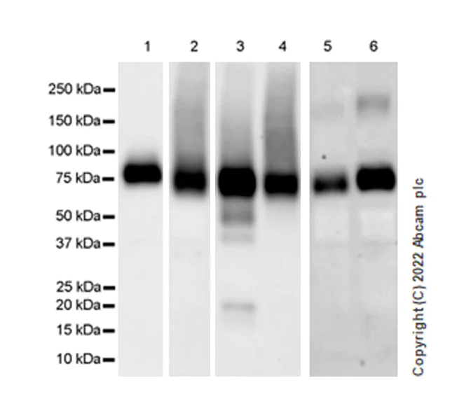 Western blot - Anti-P2X7 antibody [EPR26989-11] - BSA and Azide free (AB307719)