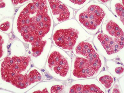 Immunohistochemistry (Formalin/PFA-fixed paraffin-embedded sections) - Anti-P2Y1 antibody - C-terminal (AB140859)