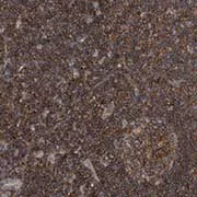 Immunohistochemistry (Formalin/PFA-fixed paraffin-embedded sections) - Anti-P2Y10 antibody (AB122359)