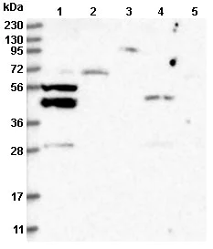 Western blot - Anti-P2Y10 antibody (AB122359)