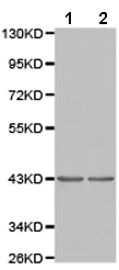 Western blot - Anti-P2Y11 antibody (AB180739)