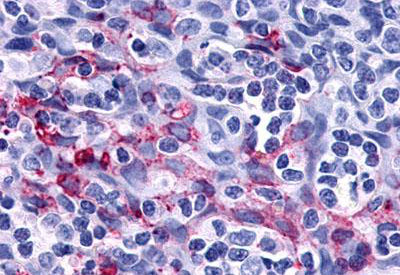 Immunohistochemistry (Formalin/PFA-fixed paraffin-embedded sections) - Anti-P2Y11 antibody - Extracellular domain (AB140878), expandable thumbnail