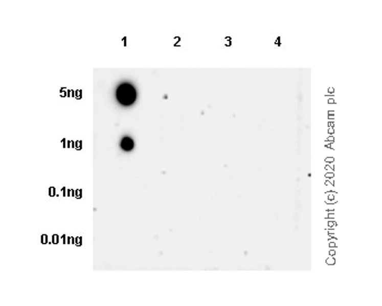 Dot Blot - Anti-P2Y12 antibody [EPR23511-72] - BSA and Azide free (AB274386)