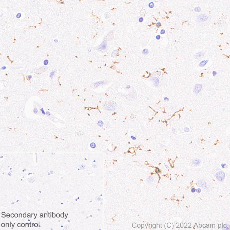 Immunohistochemistry (Formalin/PFA-fixed paraffin-embedded sections) - Anti-P2Y12 antibody [EPR26298-93] - BSA and Azide free (AB300141)