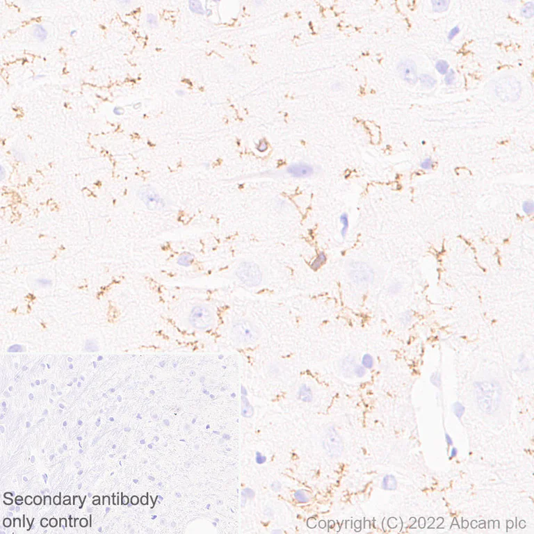 Immunohistochemistry (Formalin/PFA-fixed paraffin-embedded sections) - Anti-P2Y12 antibody [EPR26298-93] - BSA and Azide free (AB300141)