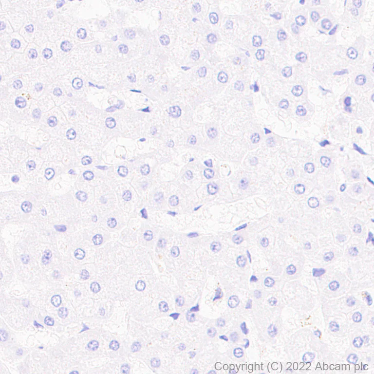 Immunohistochemistry (Formalin/PFA-fixed paraffin-embedded sections) - Anti-P2Y12 antibody [EPR26298-93] - BSA and Azide free (AB300141)