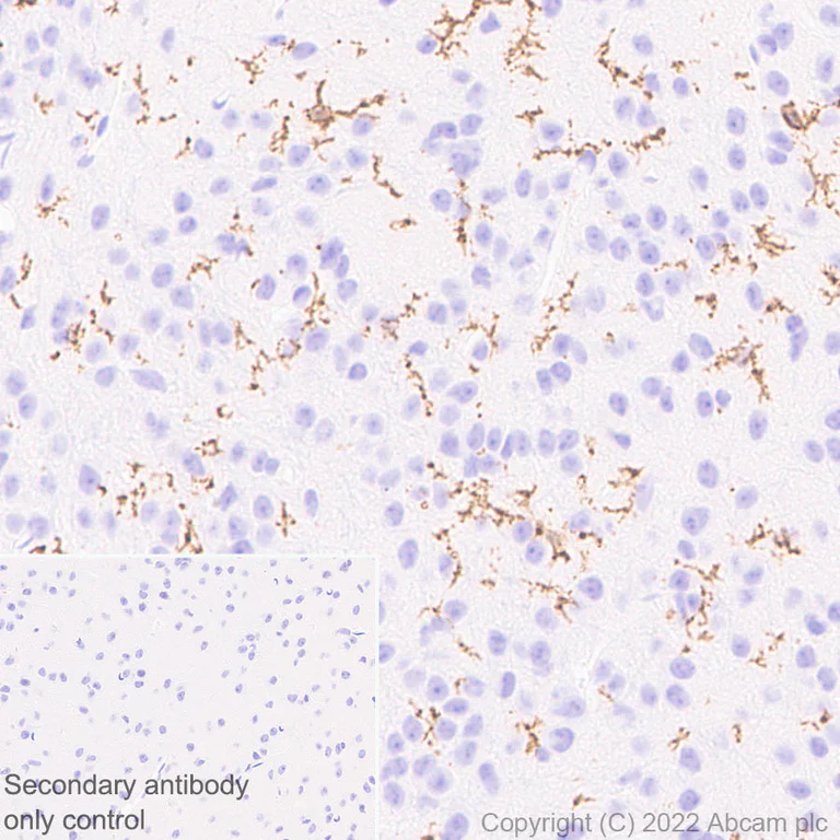 Immunohistochemistry (Formalin/PFA-fixed paraffin-embedded sections) - Anti-P2Y12 antibody [EPR26298-93] - BSA and Azide free (AB300141)