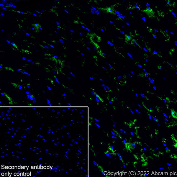 Immunohistochemistry (Frozen sections) - Anti-P2Y12 antibody [EPR26298-93] - BSA and Azide free (AB300141)