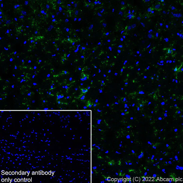 Immunohistochemistry (Frozen sections) - Anti-P2Y12 antibody [EPR26298-93] - BSA and Azide free (AB300141)