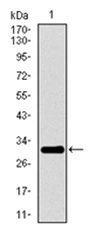 Western blot - Anti-P2Y13 antibody [2H1G9] (AB175365), expandable thumbnail