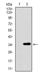 Western blot - Anti-P2Y13 antibody [2H1G9] (AB175365), expandable thumbnail