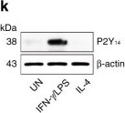 Western blot - Anti-P2Y14 antibody (AB136264)