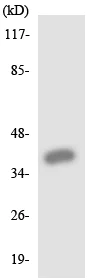 Western blot - Anti-P2Y14 antibody (AB136264)