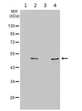 Western blot - Anti-P2Y2 antibody (AB272891)