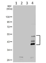 Western blot - Anti-P2Y2 antibody (AB272891)