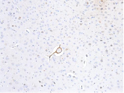 Immunohistochemistry - Anti-p35 antibody (AB235271)