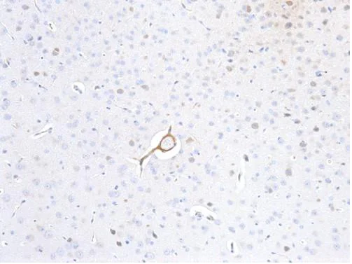 Immunohistochemistry - Anti-p35 antibody (AB235271)