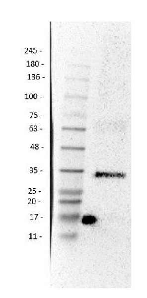 Western blot - Anti-p35 antibody (AB235271)