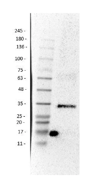 Western blot - Anti-p35 antibody (AB235271)