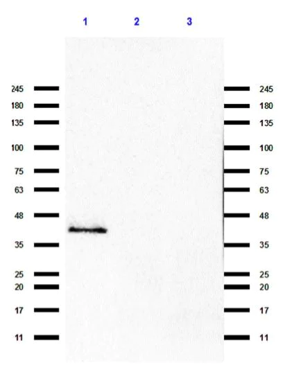 Western blot - Anti-p35 antibody (AB235271)