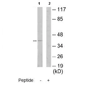 Western blot - Anti-p35 antibody (AB64960)