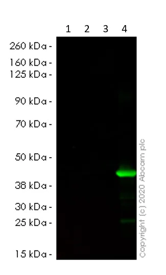 Western blot - Anti-p38 alpha/MAPK14 antibody [9F12] (AB59461)