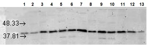 Western blot - Anti-p38 alpha/MAPK14 antibody [9F12] (AB59461)