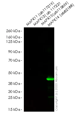 Western blot - Anti-p38 alpha/MAPK14 antibody [9F12] (AB59461)