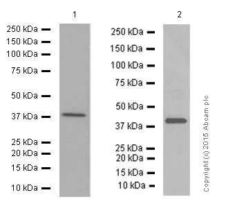 Western blot - Anti-p38 alpha/MAPK14 antibody [E229] (AB170099)