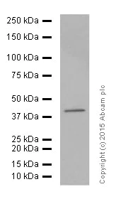 Western blot - Anti-p38 alpha/MAPK14 antibody [E229] (AB170099)