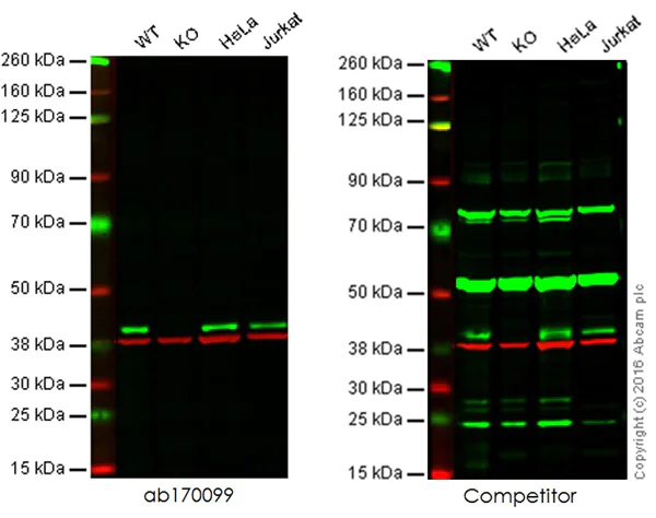 Western blot - Anti-p38 alpha/MAPK14 antibody [E229] (AB170099)