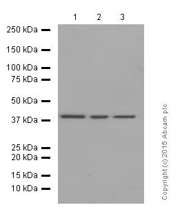 Western blot - Anti-p38 alpha/MAPK14 antibody [E229] (AB170099)
