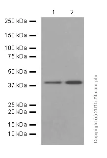 Western blot - Anti-p38 alpha/MAPK14 antibody [E229] (AB170099)
