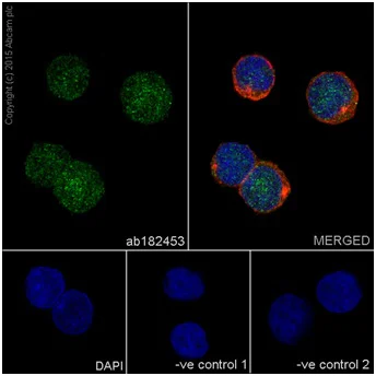 Immunocytochemistry/ Immunofluorescence - Anti-p38 alpha/MAPK14 antibody [EPR16878] (AB182453)