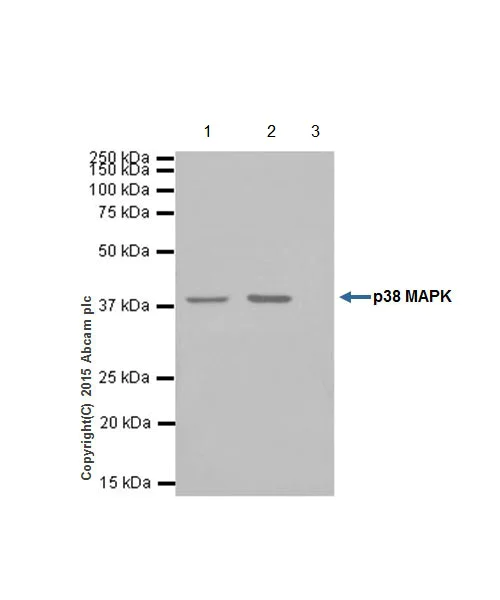 Immunoprecipitation - Anti-p38 alpha/MAPK14 antibody [EPR16878] (AB182453)