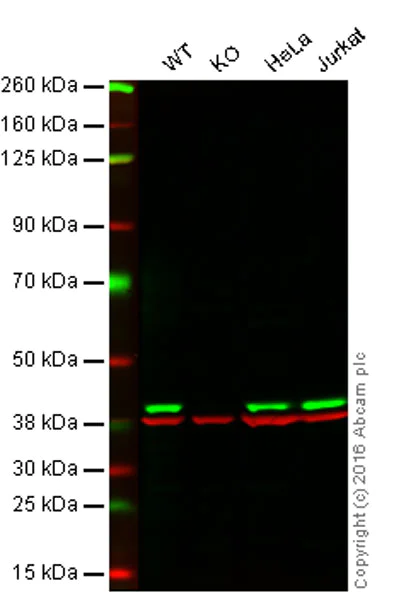 Western blot - Anti-p38 alpha/MAPK14 antibody [EPR16878] (AB182453)