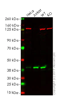 Western blot - Anti-p38 alpha/MAPK14 antibody [EPR16878] (AB182453)