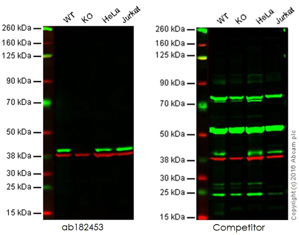 Western blot - Anti-p38 alpha/MAPK14 antibody [EPR16878] (AB182453)