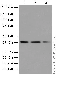 Western blot - Anti-p38 alpha/MAPK14 antibody [EPR16878] (AB182453)