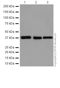 Western blot - Anti-p38 alpha/MAPK14 antibody [EPR16878] (AB182453)