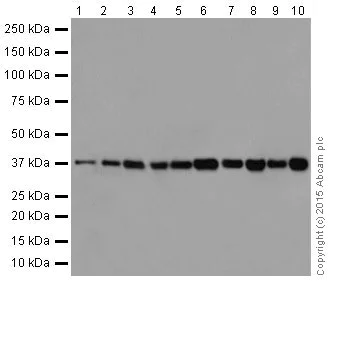 Western blot - Anti-p38 alpha/MAPK14 antibody [EPR16878] (AB182453)