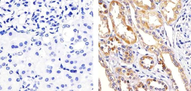 Immunohistochemistry paraffin embedded sections - Anti-p38 alpha/MAPK14 (phospho T180 + Y182) antibody [RP23040012] (AB308038)