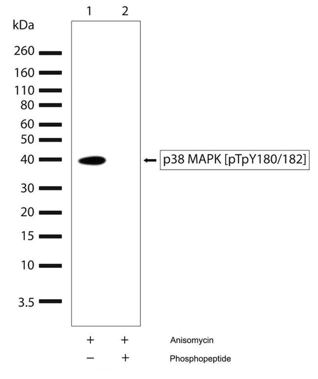 Western blot - Anti-p38 alpha/MAPK14 (phospho T180 + Y182) antibody [RP23040012] (AB308038)