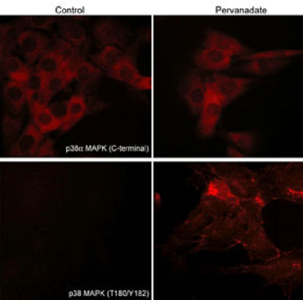 Immunocytochemistry/ Immunofluorescence - Anti-p38 delta/MAPK13 + p38 alpha/MAPK14 antibody [M138] (ab31828), expandable thumbnail