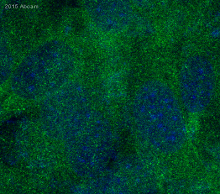 Immunocytochemistry/ Immunofluorescence - Anti-p38 delta/MAPK13 + p38 alpha/MAPK14 antibody [M138] (ab31828), expandable thumbnail