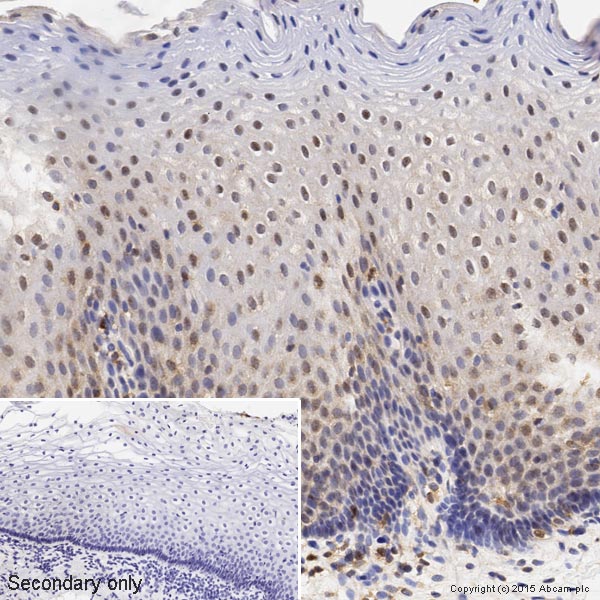 Immunohistochemistry (Formalin/PFA-fixed paraffin-embedded sections) - Anti-p38 delta/MAPK13 + p38 alpha/MAPK14 antibody [M138] (AB31828), expandable thumbnail