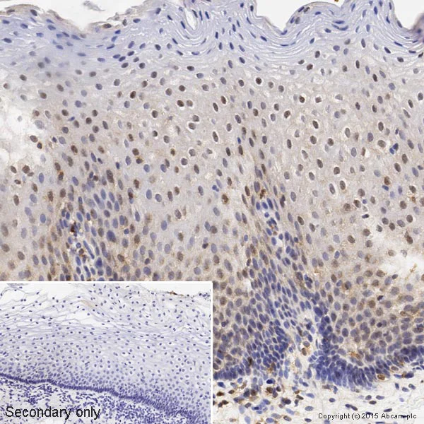 Immunohistochemistry (Formalin/PFA-fixed paraffin-embedded sections) - Anti-p38 delta/MAPK13 + p38 alpha/MAPK14 antibody [M138] (AB31828)